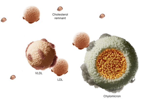 visual of cholesterol remnant, vldl, ldl and chylomicron