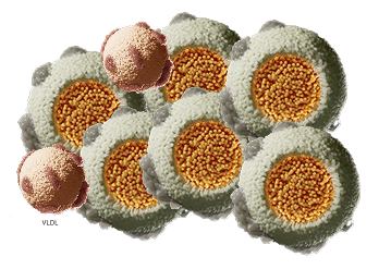 visual of cholesterol remnant, vldl, ldl and chylomicron