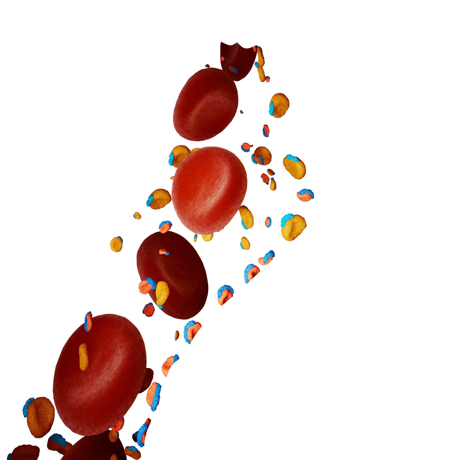 Chylomicron Remnant