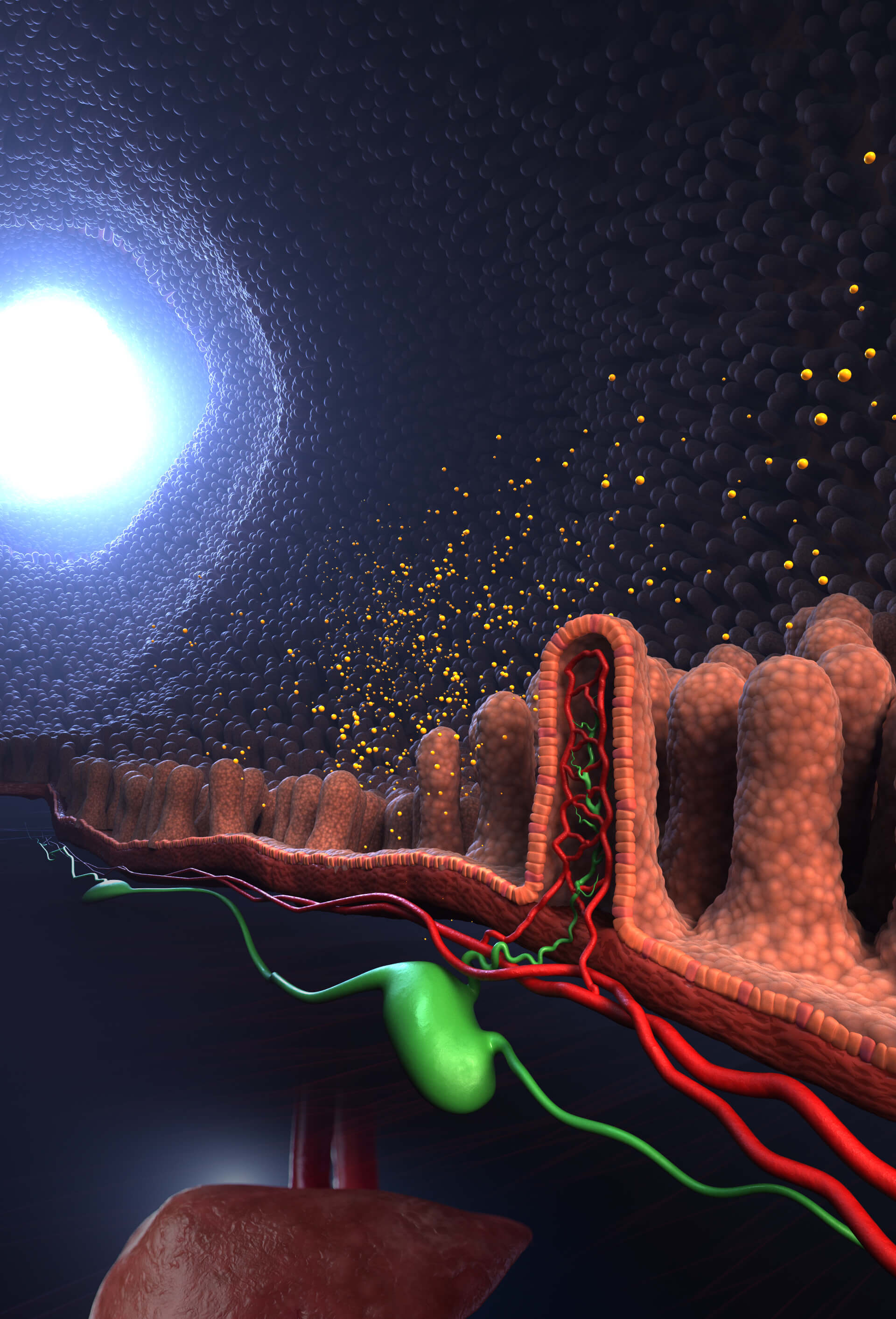 Chylomicrons Entering Bloodstream Through the Lymphatic System