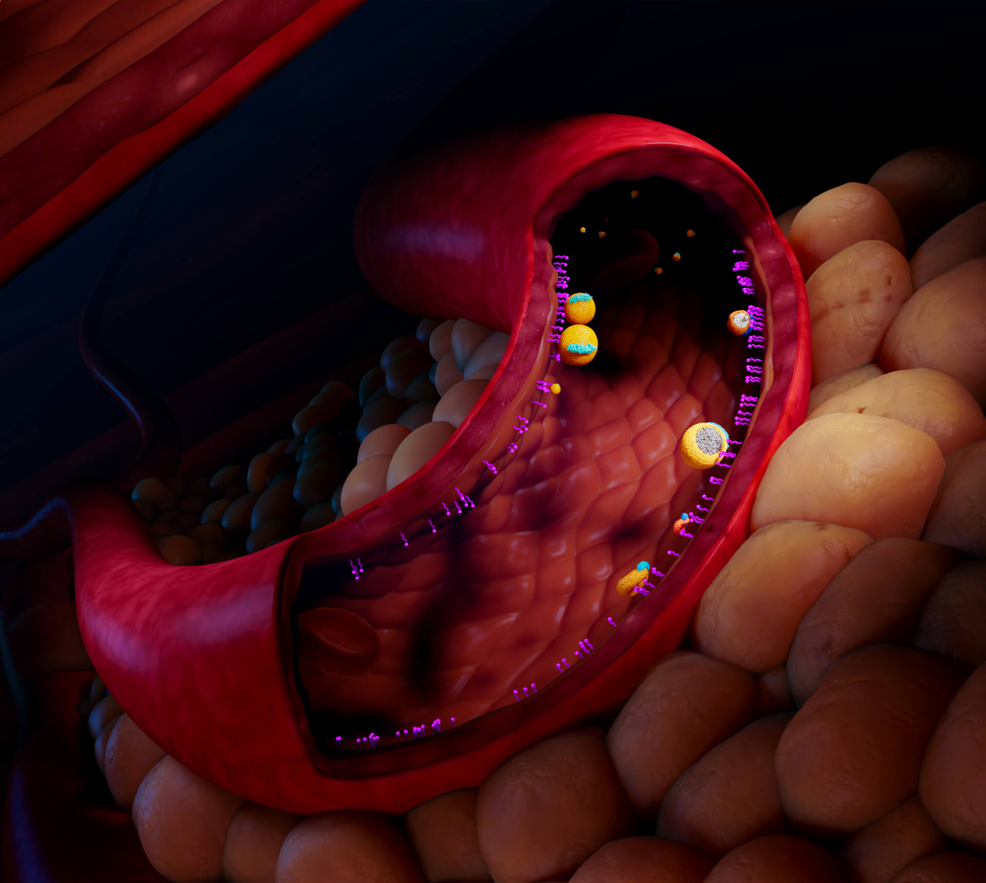 Lipoprotein Lipase (LPL) on the Surface of Endothelial Cells