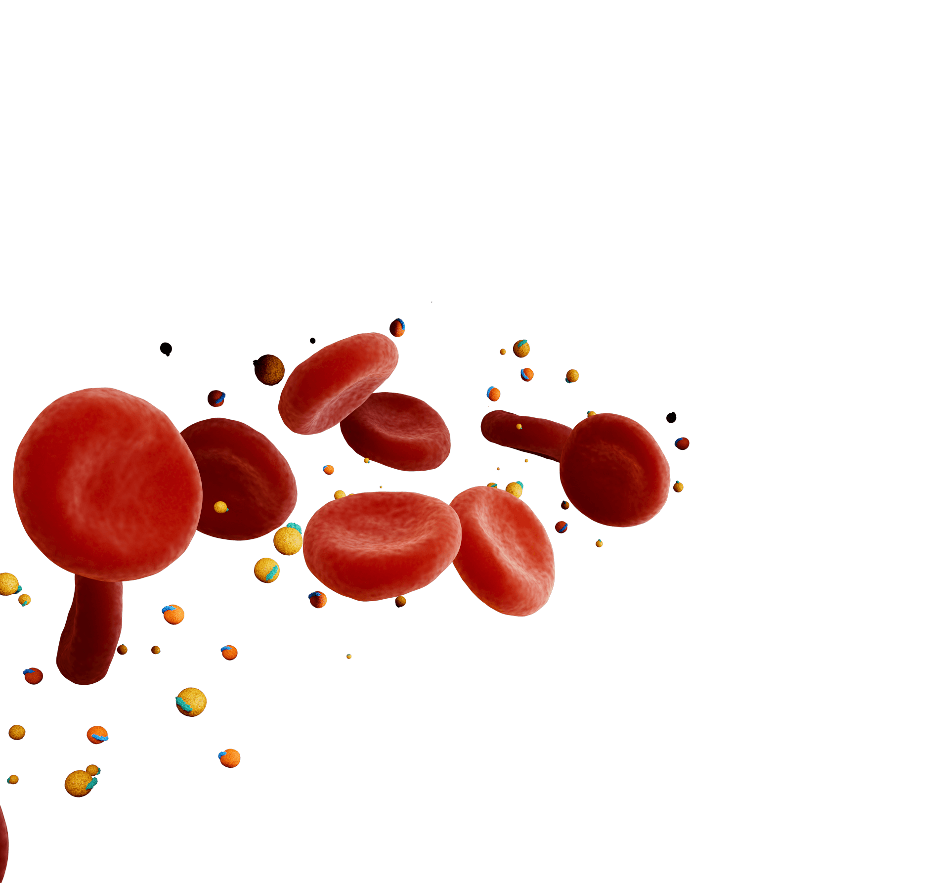 Triglycerides in the Bloodstream