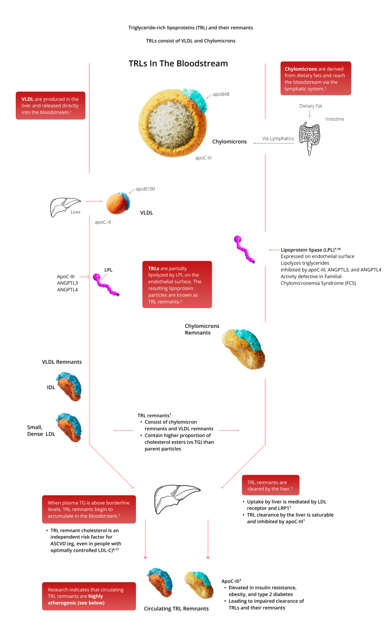 Triglyceride-rich lipoproteins and their remnants